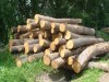 GUĽATINA SMREKU A BOROVICE VEĽKÉ MNOŽSTVO