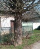 Lipové drevo, Lipový strom