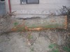 Predam kvalitny kmen lipy