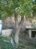 orechove drevo