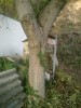 orechove drevo