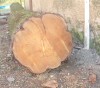 Predám orechové a hruškové drevo
