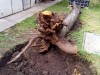 Višňové drevo - peň s koreňom