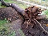 Višňové drevo - peň s koreňom