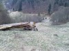 Kupim drevo na koreni