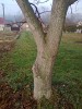 Ponúkam na predaj orech na koreni