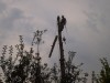 Výrub,opilovanie stromov.