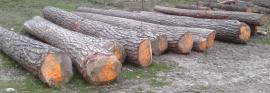 Predám borovicovú guľatinu. tel 0915717170