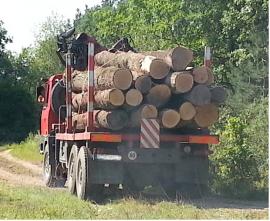 Kúpim guľatinu dub,borovicu, ihličnatú vlákninu