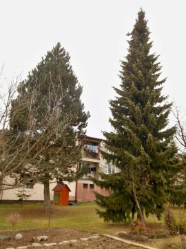 Drevo na koreni