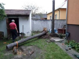 Predam kmen - smrek cerveny 2ks