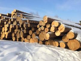 Hranoly-sibiřský cedr/borovice limba/pinus cembra sibirica/