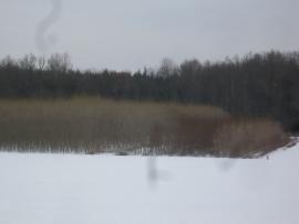 Kulatina RRD (topol) na štěpku