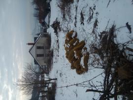 predam stiepku z haluzoviny