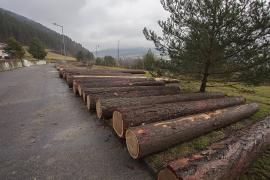 Dražba dreva