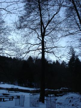 Jelša na koreni