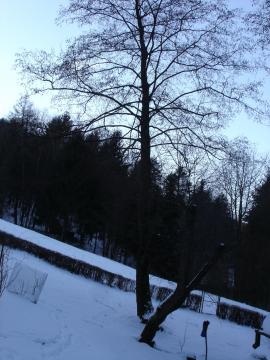 Jelša na koreni