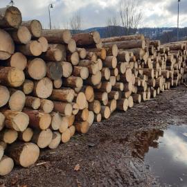 Koupím kulatinu kůrovec smrk 20+ 4-5m, až 10 000m3