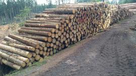 Smrek gulatina ( vlaknina )