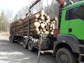 Kupa dreva na pni
