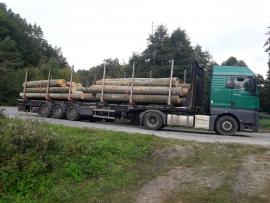 Kupa dreva na pni