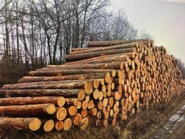 Borovice 300m3, délka 4m