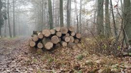 Prodej Dubové kulatiny