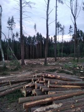 Kupim les na pni 600CZK/kubik