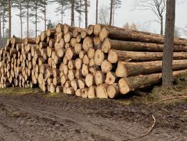 Smrková kulatina, různé délky, čerstvý řez