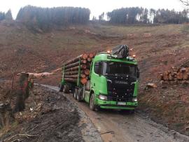 koupíme dřevo 11.8m 5.9m  smrk a borovice