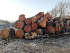Prodáme modřínovou kulatinu 47+  10+12m