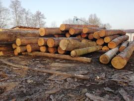 Prodáme modřínovou kulatinu 47+  10+12m