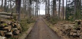 Smrková a dubová vláknina