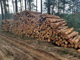Borovice 2,5m - 500m3