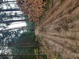 Borovice 2,5m - 500m3