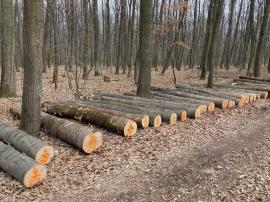 Guľatina Jasen Štíhly ( Fraxinus )