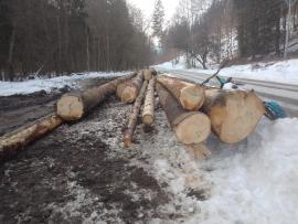 Predaj smrek-kôrovec