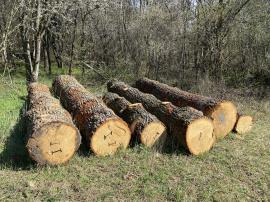 Dubová guľatina B,C,D