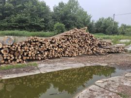 Červený smrek