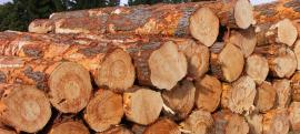im looking buy sawlogs pine Diameter 18+   5000 cubic meter