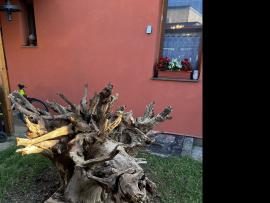 Koreň agatu