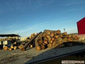 Kúpim bukovú a hrabovú vlákninu na palivové drevo, priemer do 47cm