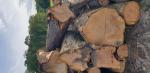 Třešeň Pilařská kulatina | Tvrdé dřevo | Kulatina | 19th-Wood s.r.o.