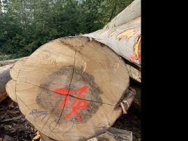 Buk Dýhárenská kulatina |  Tvrdé dřevo | Kulatina | SF WOOD, s. r. o.