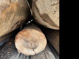 Buk Dýhárenská kulatina |  Tvrdé dřevo | Kulatina | SF WOOD, s. r. o.