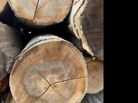 Buk Dýhárenská kulatina |  Tvrdé dřevo | Kulatina | SF WOOD, s. r. o.