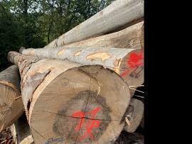 Buk Dýhárenská kulatina |  Tvrdé dřevo | Kulatina | SF WOOD, s. r. o.