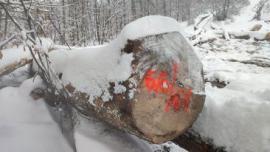 Javor Pilařská kulatina |  Tvrdé dřevo | Kulatina | Gazdovské lesy-Vyšná Rybnica poz. spol.