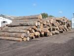 Buk   |  Tvrdé dřevo | Kulatina | LKW-Brennholz