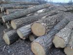 Akát Pilařská kulatina |  Tvrdé dřevo | Kulatina | TRANS-WOOD